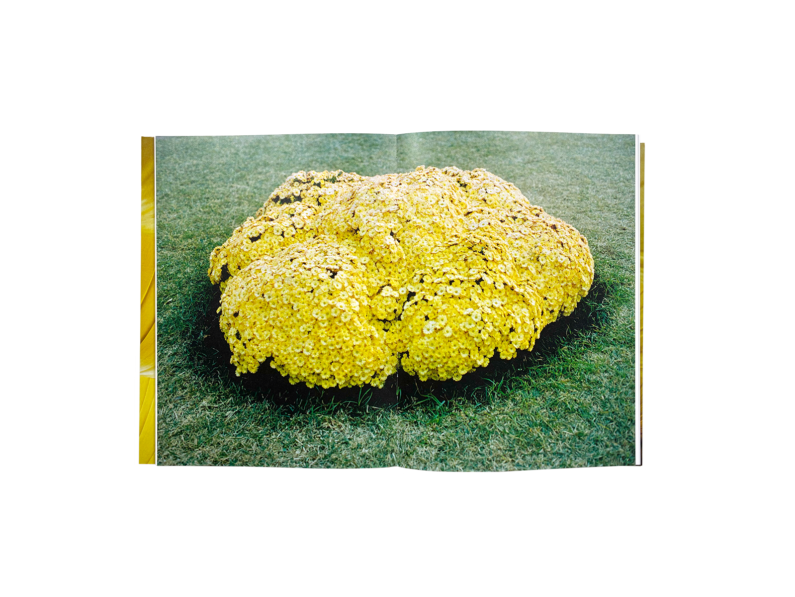 Product image of Zenit